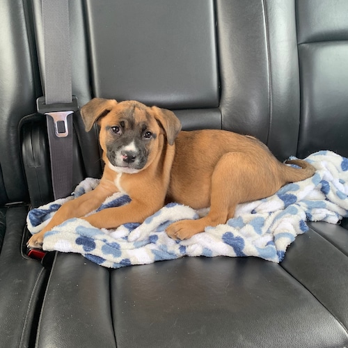 🇺🇸MAGA🇺🇸  retired schoolteacher and coach  ❤️my🐱&🐶 Foster dogs 🐕 WWG1WGA ❤️President DJT❤️
TRUMP WON!