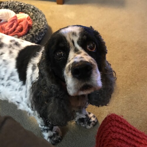 ULTRA MAGA  DEPLORABLE! And proud of it!  🇺🇸
Trump supporter!  Love my country and want it back with Trump as Presiden...