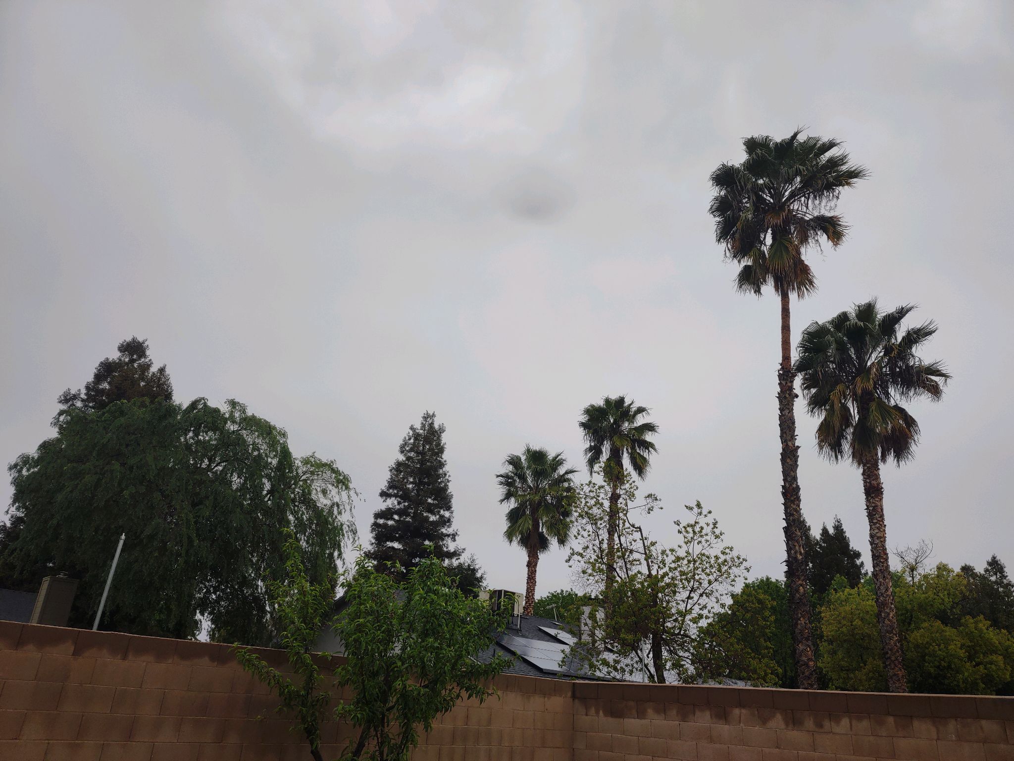 After the rain. 🌴 

