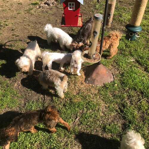 Animal lover and dog breeder. golden doodles, Maltice, Yorkies, and party yorkies, and multi poos,& we are backed by BB....