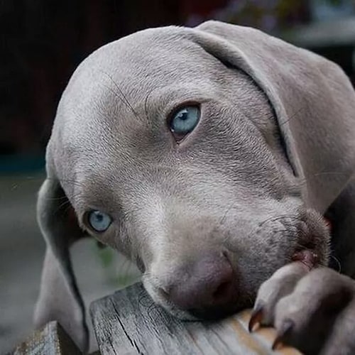 New on gettr, proud Trump supporter.