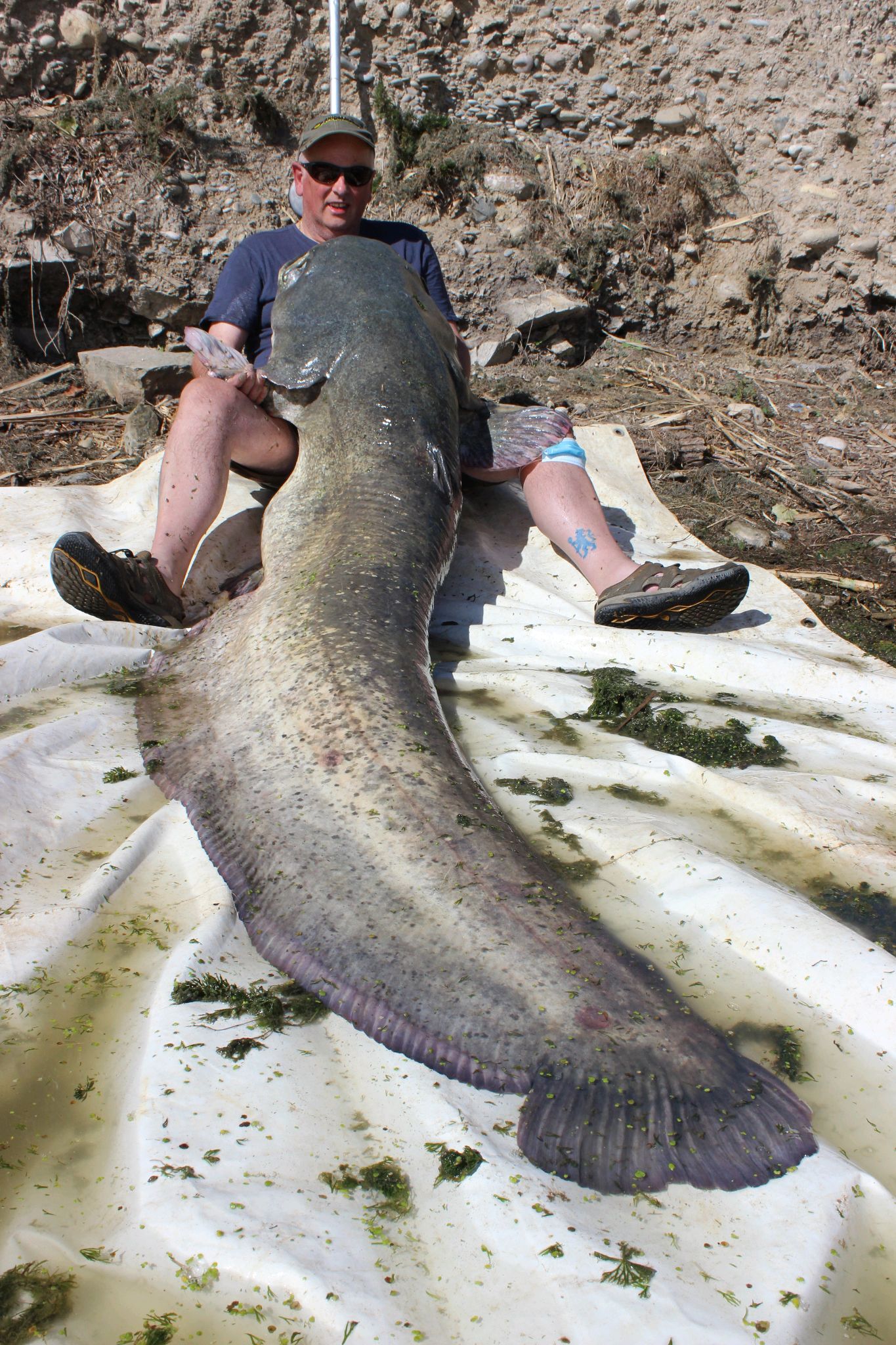 River ebro Spain
225 lbs
102kl 