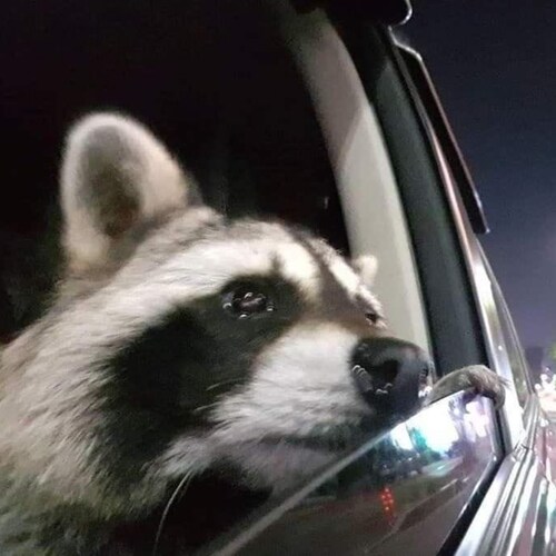 Visit kezelowski!'s profile on GETTR. View their posts, photos, videos, and connect with them on the social platform.