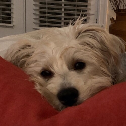 MAGA 🇺🇸  Trump Won 🇺🇸 Q & Q+🇺🇸#GodWins #HotSummer #IndictFauci #AuditEveryState  🇺🇸I follow back