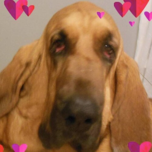 Patriot and Truth warrior.