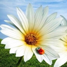 #CHRISTIAN #CONSERVATIVE #AmericaFirst