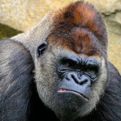 #MSMFake #1A #2A #BidenSucks 🇺🇲 PC Tech, Author, Horror Genre, #JoyReidisaRacist #alllivesmatter #bluelivesmatter #fuc...