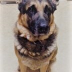 Proud American, GSD lover, MAGA to the core