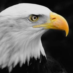 ✝️ 🇺🇸 🇮🇱 Trump is still MY PRESIDENT, Pureblood, 1A, 2A, Clinging to my bible and my firearms! Raised in Jerusalem. ...