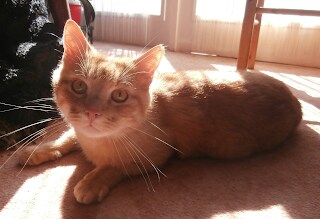 Every day we feel #happy to see #Garfield. Garfield is friendly and #cute. #catsofgettr 
 https://mi...