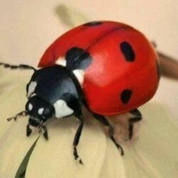 🇺🇸❤🇺🇸 America First 🇺🇸💙🇺🇸                                            🇺🇸 Constitutional Conservative 🇺🇸     ...