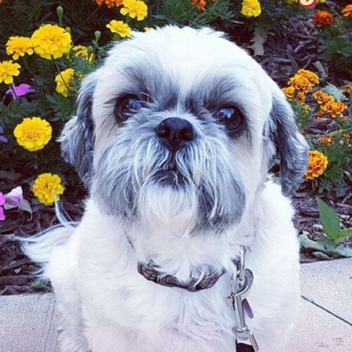 Not a full shihtzu just a piece of shihtzu