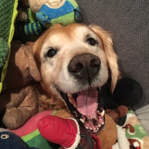 Christian 🇺🇲 Patriot 🇺🇲 Conservative 🇺🇲 I follow back all Patriots 🇺🇲 Trump won 🇺🇲 MAGA 🇺🇲 Twitter sucks.  B...