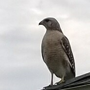 A Federalist who believes individuals rights are given by God and codified in the US Constitution, and governments are c...