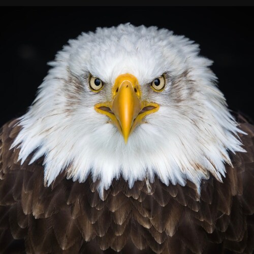Proud American Deplorable