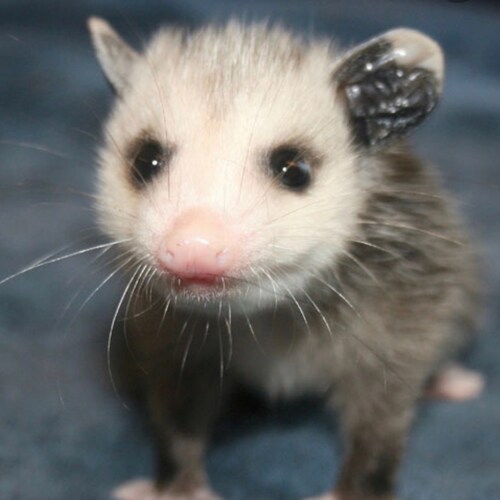 Visit TimB75's profile on GETTR. View their posts, photos, videos, and connect with them on the social platform.