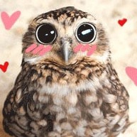 A wise bird questions everything... 🦉

Heirloom & open pollinated plants are where it’s at!  
Avid seed saver 🌱