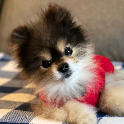 Christian, PRO-LIFE! 
   👍🏻Trump won!👍🏻
 🇺🇸Jesus is Lord!🇺🇸