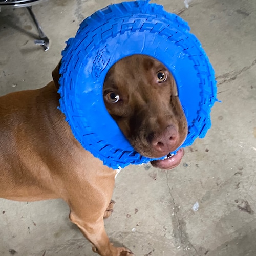 Patriot in the super corrupt libtard state of Illinois. IFBAP
#MAGA  #TrumpWon #PureBlood