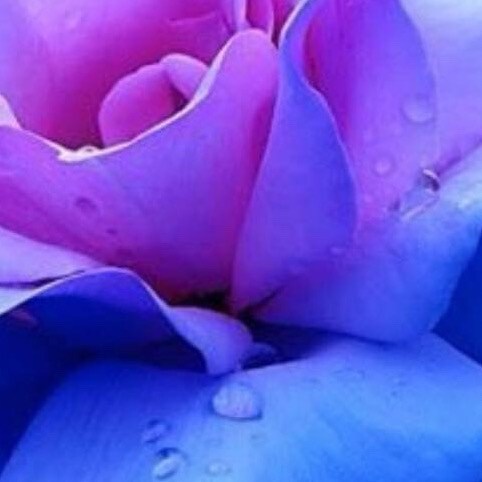 Visit rosetee's profile on GETTR. View their posts, photos, videos, and connect with them on the social platform.