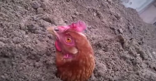 Просите, и Голова даст вам то, что вы просите! Никто не уйдёт обделённым! Никто не уйдёт обиженным! ...