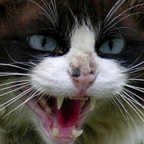 #MAGA,  Cats Rule,  #SaveAmerica🇺🇲