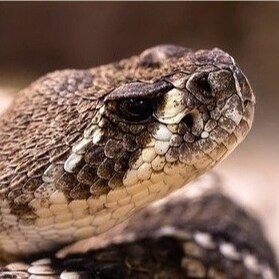 sssSSSSSSssss SSSSSsssssssss

https://www.minds.com/crotalusadamanteus/
https://gab.com/CrotalusAdamanteus
https://p...