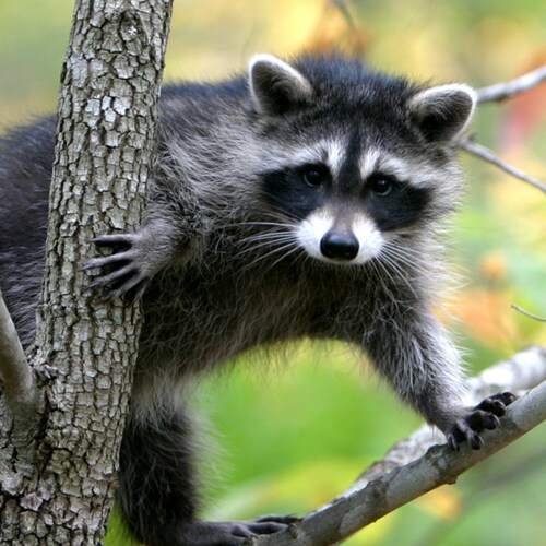 A scientific conservative