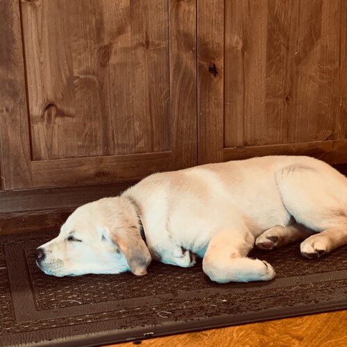 Follower of Christ, husband to one, father to five. Conservative libertarian. Avid pickleballer and strategy gamer. Love...