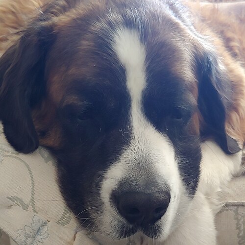 Happily married mom of 4 adult kids, Namma to 2, and owned by a Saint Bernard named Ralph. I love God, music, my country, and freedom!