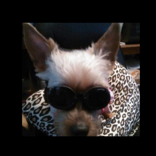 Visit Yippeekaiyeah's profile on GETTR. View their posts, photos, videos, and connect with them on the social platform.