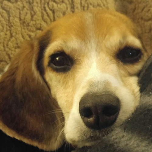 British expat. Worldview is shaped by the four most consequential leaders in my lifetime, Pope John Paul, Maggie Thatche...