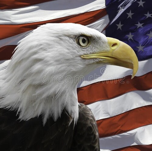 Constitutionalist who believes in the rule of law. Backs the blue & the military. Believe in life liberty and the pursui...