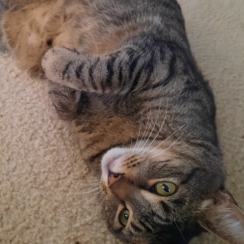 . . . . . . . . . . . . .