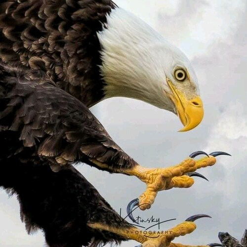 Patriot 100%