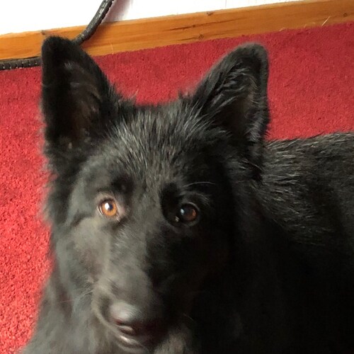 Visit camzijr_9's profile on GETTR. View their posts, photos, videos, and connect with them on the social platform.