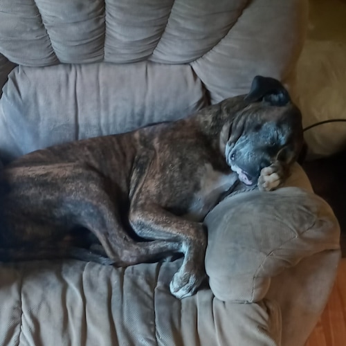 Pissed off independent