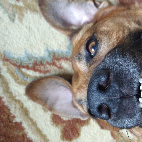 🇺🇲🇺🇲 Conservative /  Christian / Patriot  /  Trump 2024 🇺🇲🇺🇲