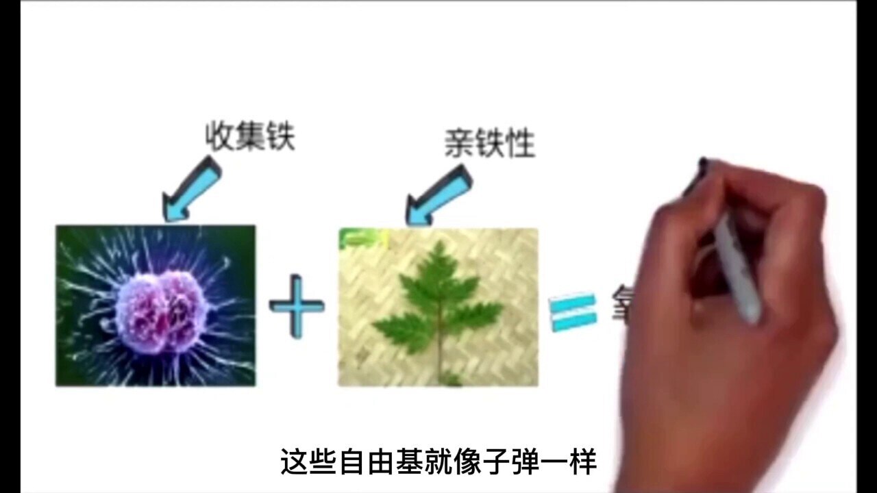视频解说青蒿素药物及其衍生品可治疗8种癌症，图文并茂解说人癌细胞的原理，外行人一看就明白！