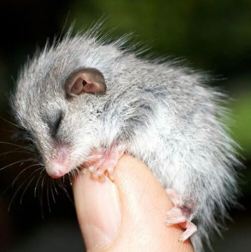 Visit TinyPossum's profile on GETTR. View their posts, photos, videos, and connect with them on the social platform.