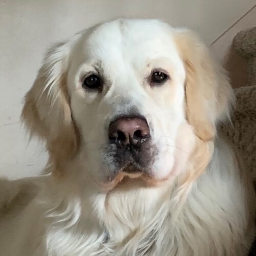 Patriotic American, husband, father, “Pop Pops” to 6 grandchildren, and lover of golden retrievers. Fauci lied. The vacc...