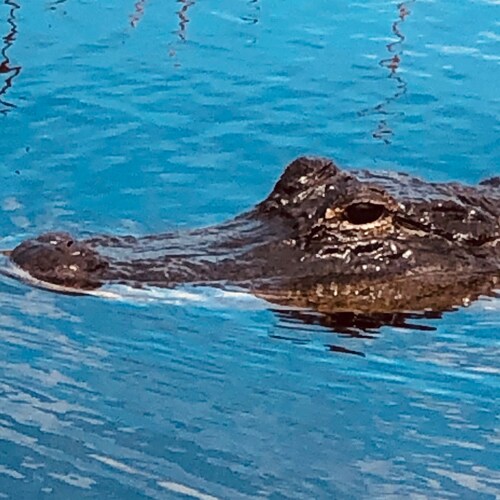 Concerned Patriot and Parent.