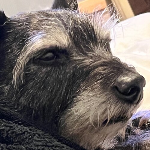 Fled IL for beautiful, sunny FL. Major smart ass. Constitutional Conservative, not a GOP Republican.