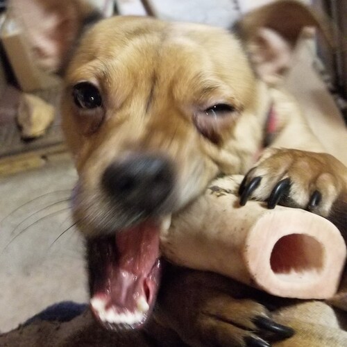 I'm an artist who works wood, bone, antler etc etc