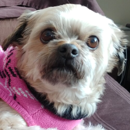 🍊 Conservative MAGA 2A 🍊