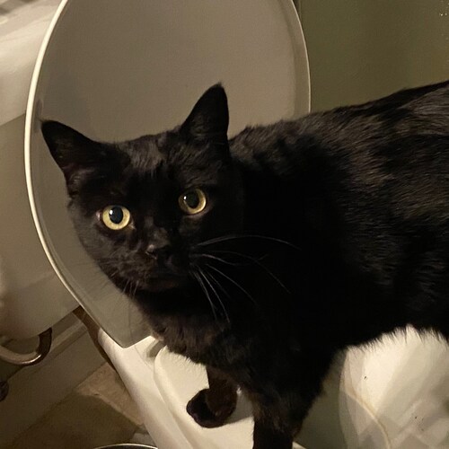 The answer to 1984 is 1776! Death to the New World Order! God wins in the end!