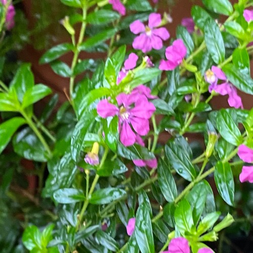 Jesus is my Lord and Savior, Married, American 🇺🇸 Patriot, Avid Tea drinker, Dog & Animal lover, Former Ocean swimmer