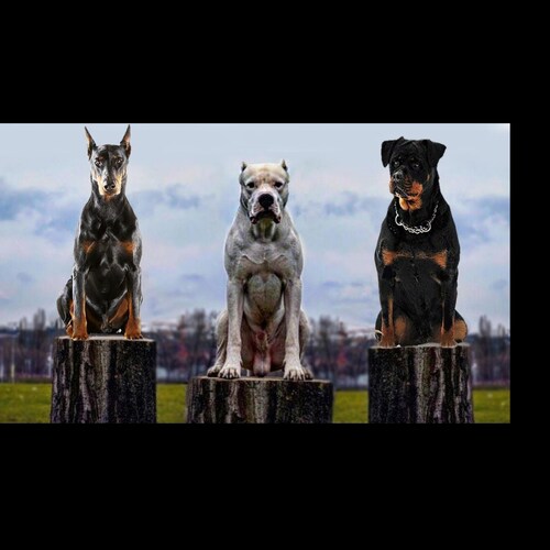 TRUTH
Protection Dogs Handler
Military Veteran 
SURVIVING IN A BABYLONIAN CULTURE