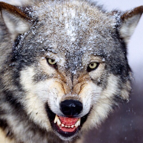 Exposing Fed Cronies & MSM Bullshit!