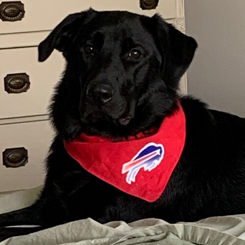 Christian, Husband, Father and Grandfather. Buffalo Bills and Sabres fan. Conservative. US Army veteran. #BuffaloBills #BillsMafia